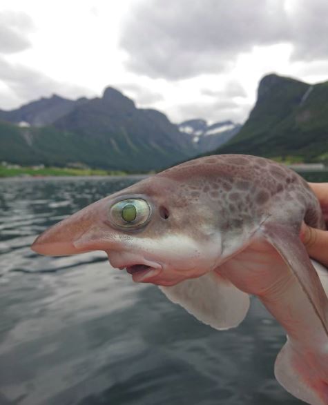 pelik! 5 ikan laut dalam ni macam dari dunia lain