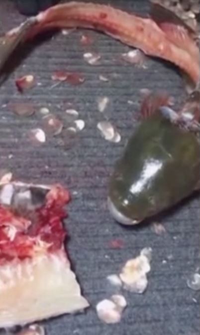 ikan keli dah kena siang separuh badan tapi mulut masih elok bernafas