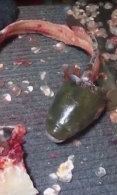 ikan keli dah kena siang separuh badan tapi mulut masih elok bernafas