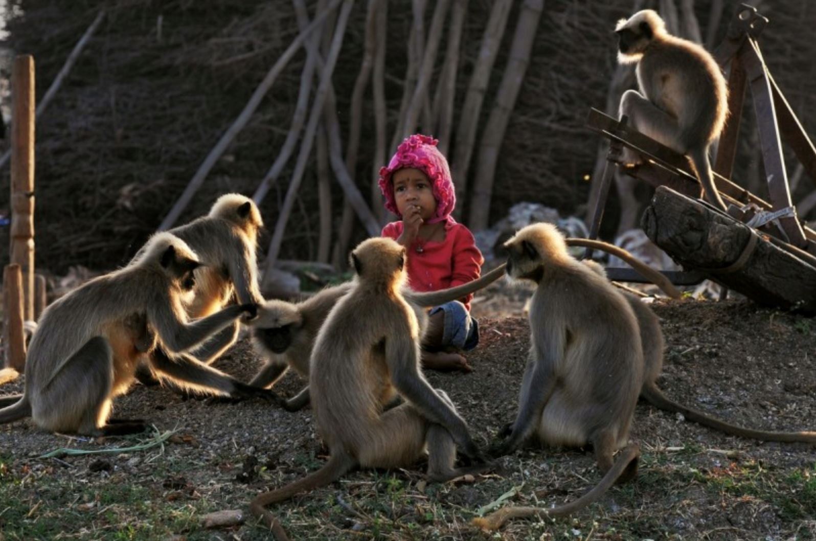 pelik! setiap hari, kumpulan monyet datang lawat budak lelaki 2 tahun ni