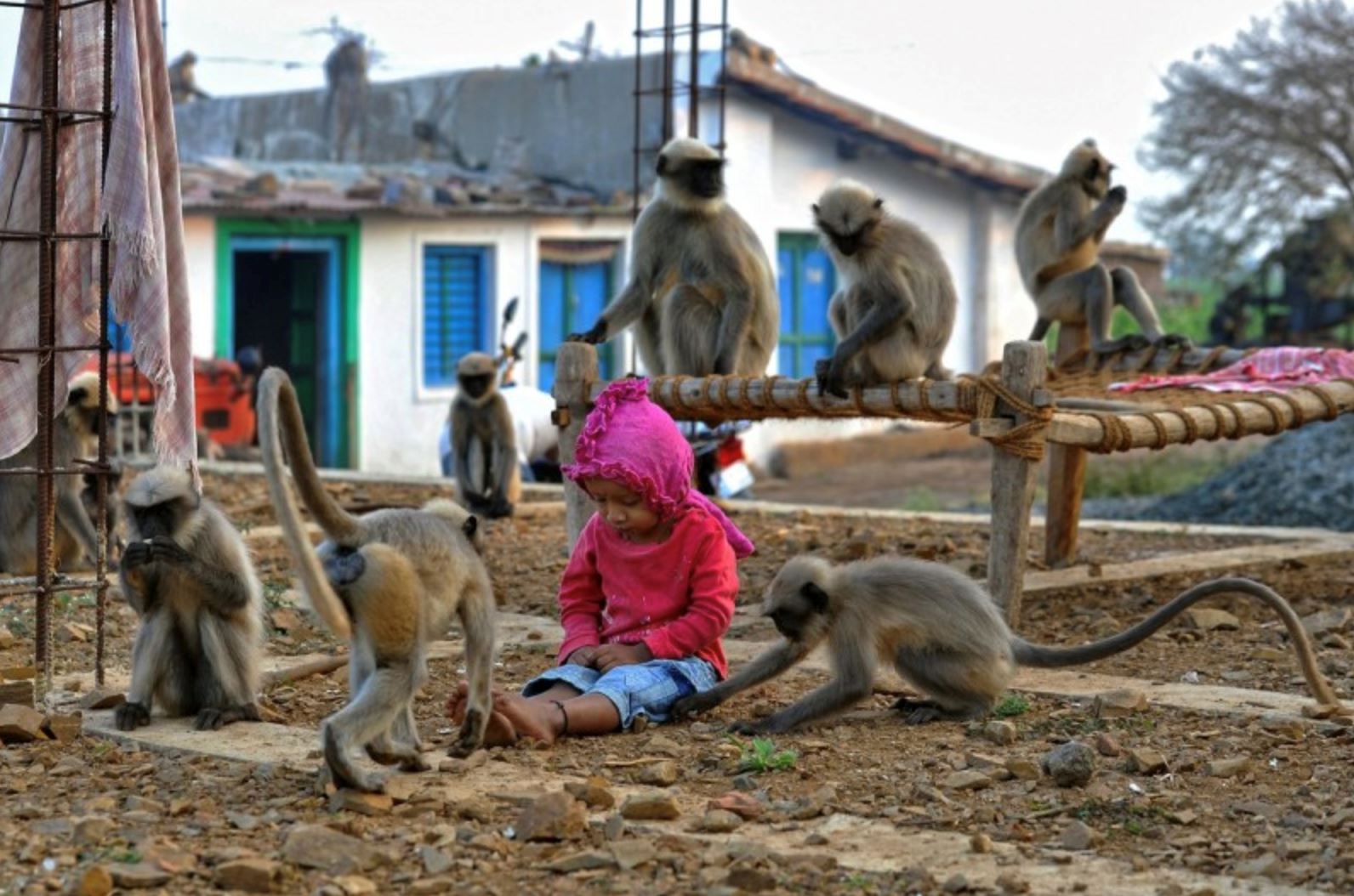 pelik! setiap hari, kumpulan monyet datang lawat budak lelaki 2 tahun ni