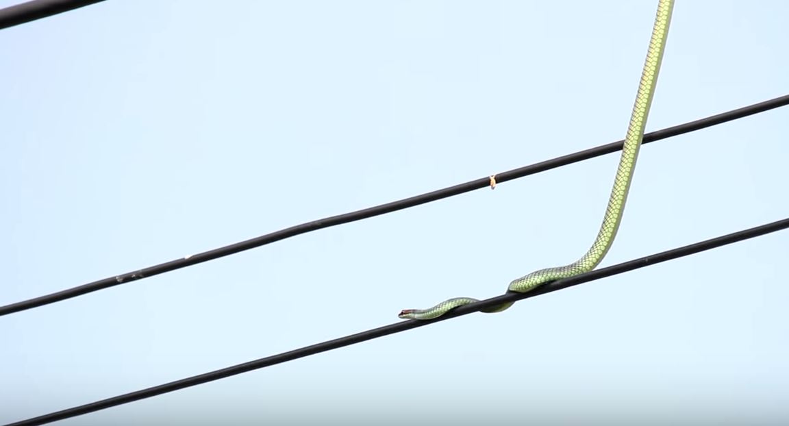 sampai ke atas pencawang elektrik ular ni cari makan