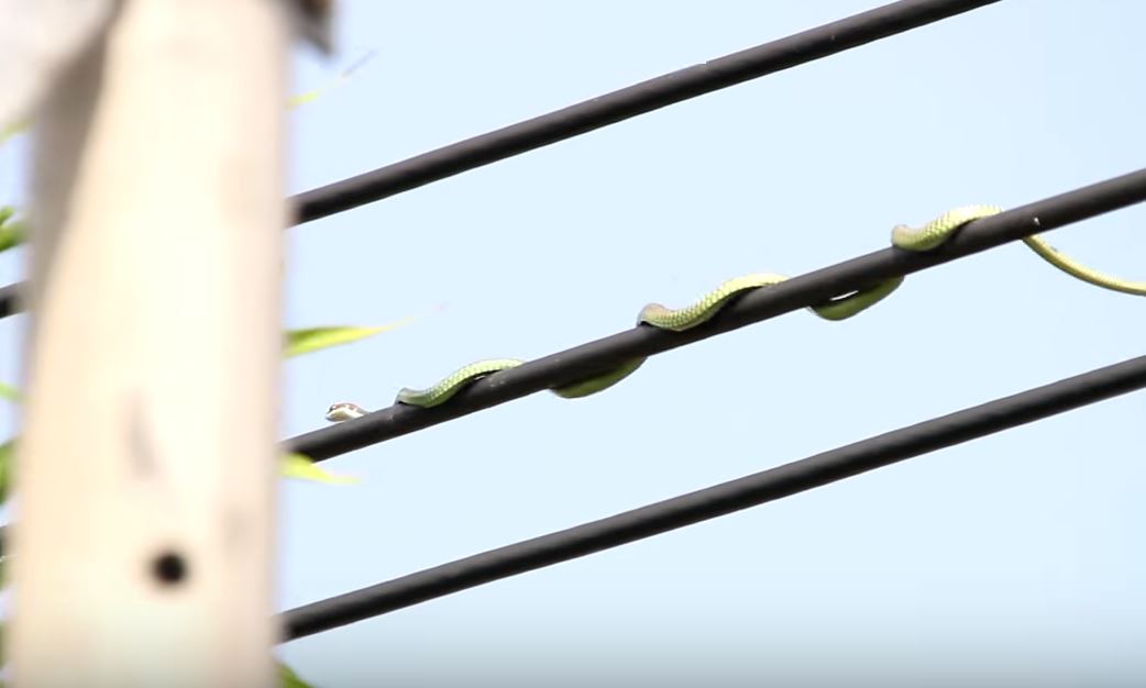 sampai ke atas pencawang elektrik ular ni cari makan