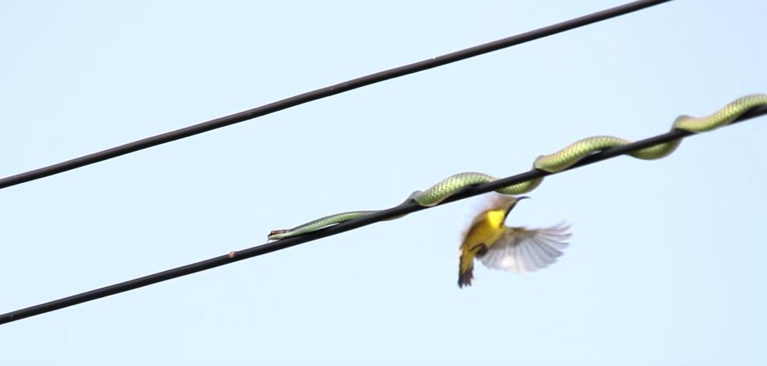 sampai ke atas pencawang elektrik ular ni cari makan