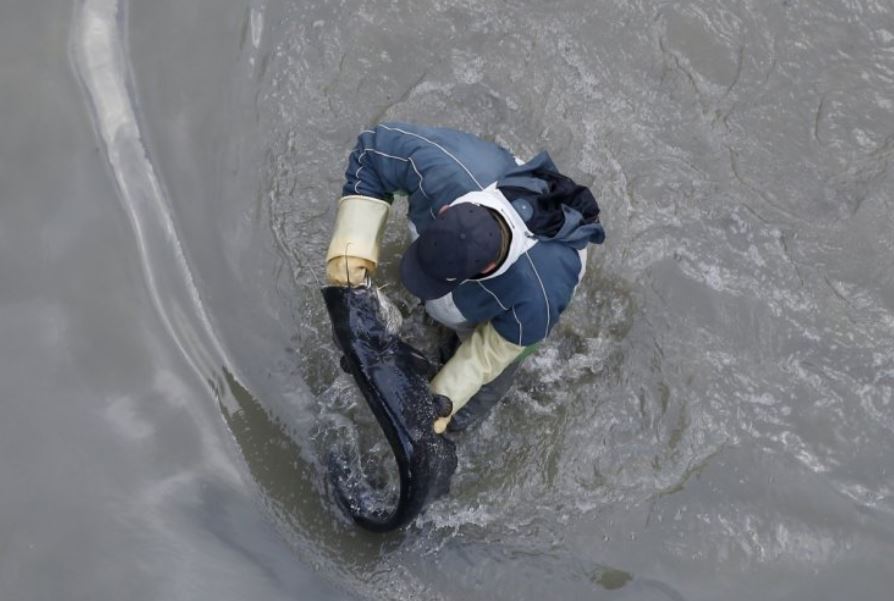 tengok apa yang ada di dasar terusan paling cantik di kota paris semasa dibersihkan