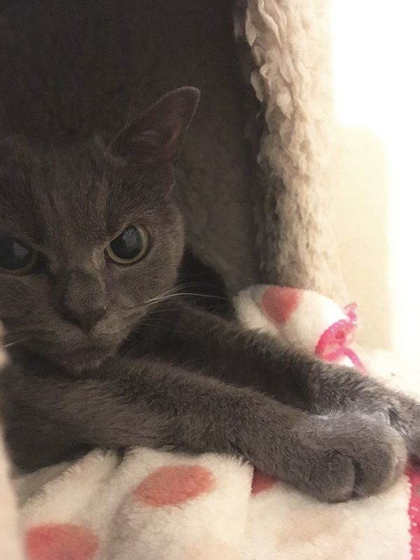 disebabkan muka bengis, kucing ni digelar kucing paling garang di dunia