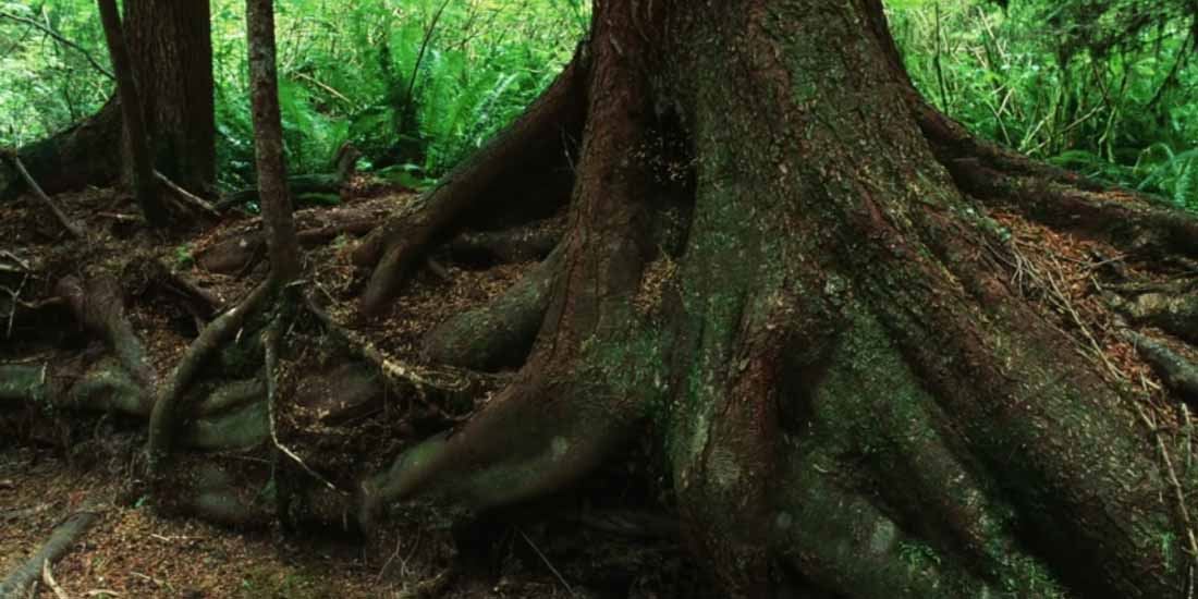saintis tengah cuba nak faham bahasa pokok bercakap