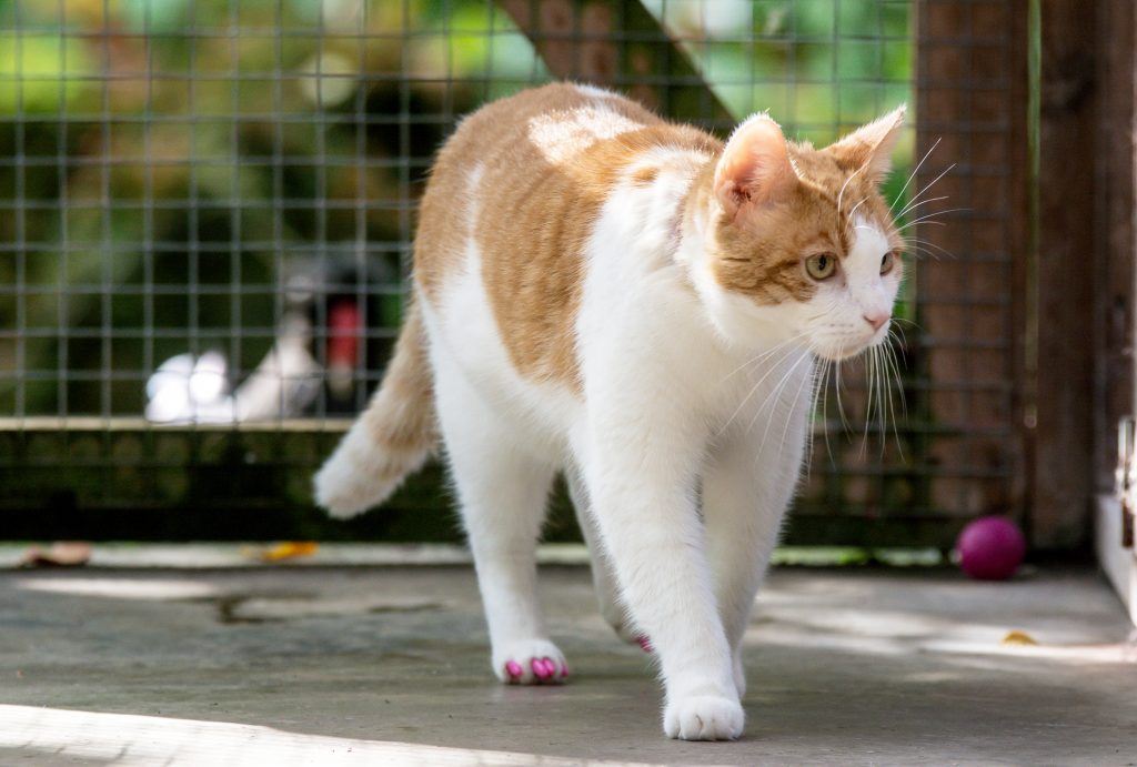 nak halang daripada cakar tempat luka, kucing pakai kuku palsu 