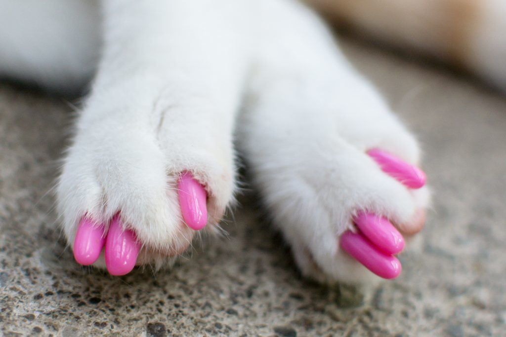 nak halang daripada cakar tempat luka, kucing pakai kuku palsu 