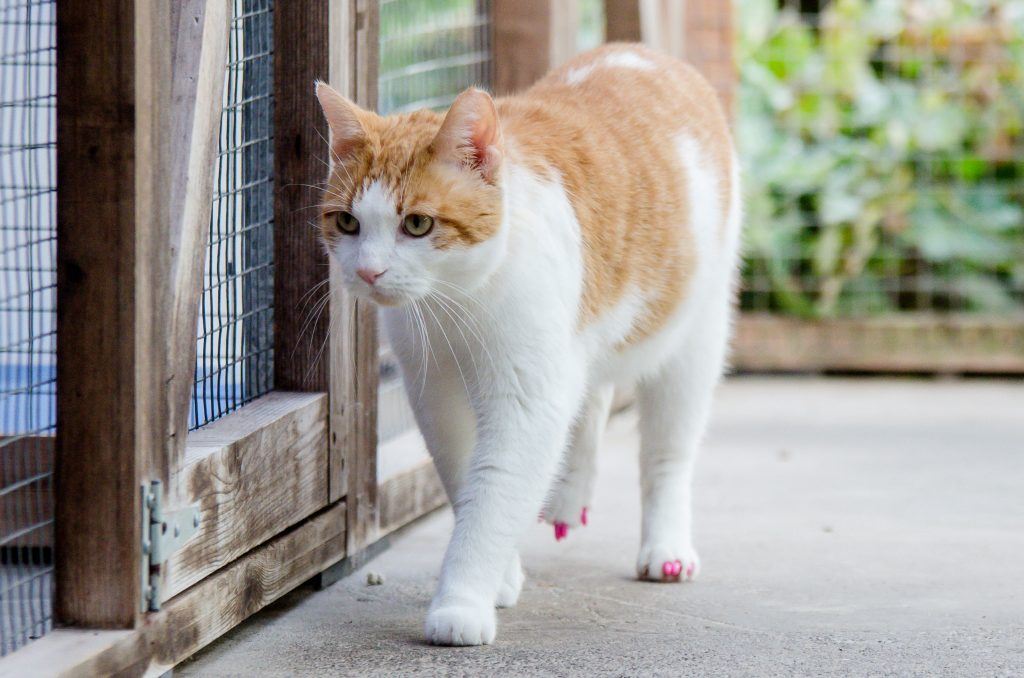 nak halang daripada cakar tempat luka, kucing pakai kuku palsu 