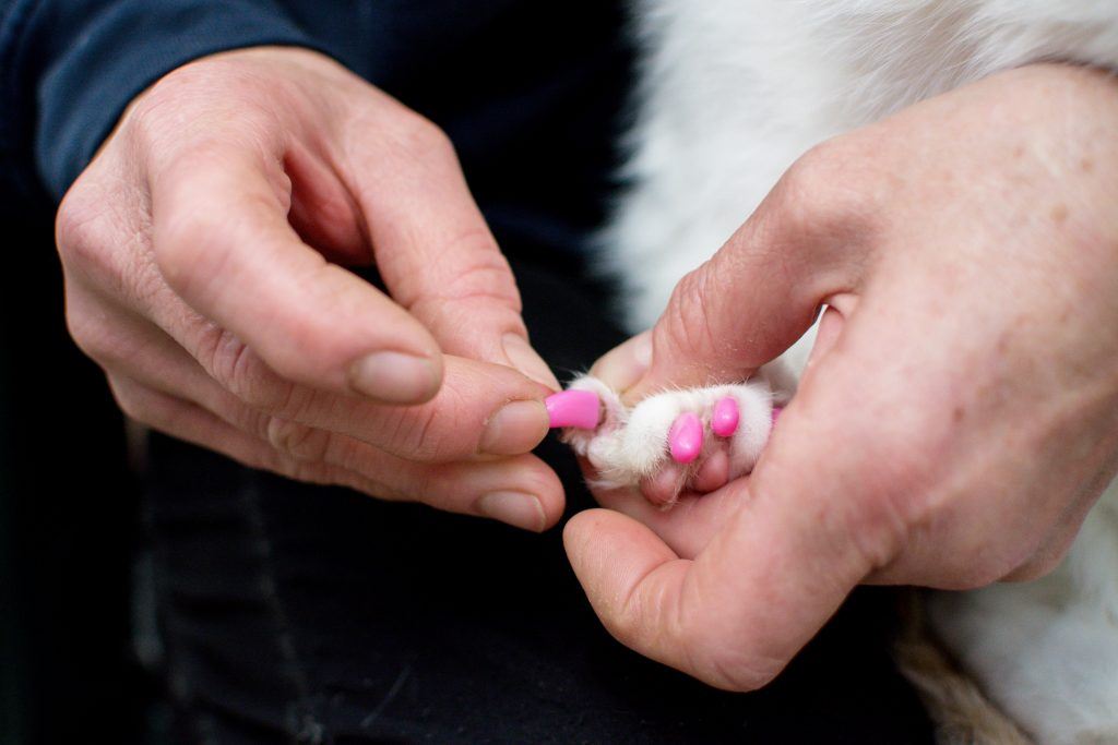nak halang daripada cakar tempat luka, kucing pakai kuku palsu 