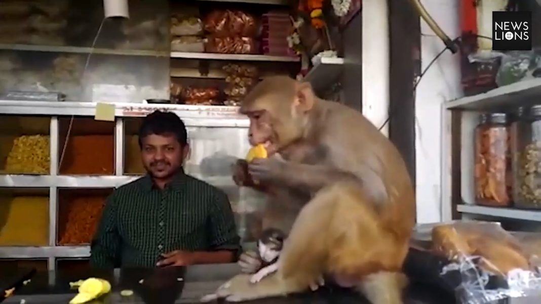 monyet bela anak kucing yang belum celik mata buat macam anak sendiri