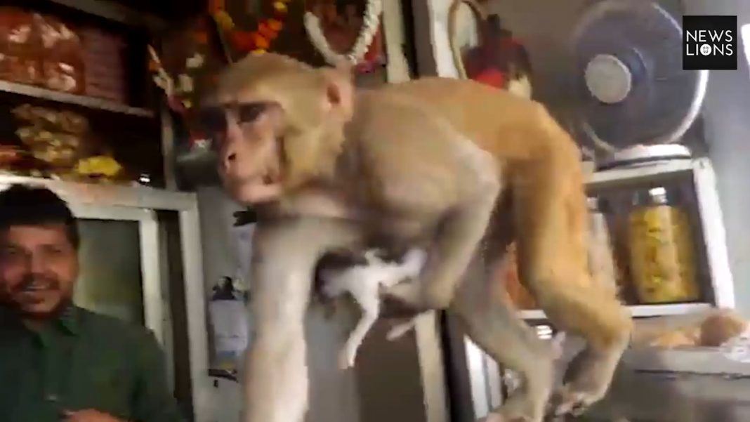 monyet bela anak kucing yang belum celik mata buat macam anak sendiri