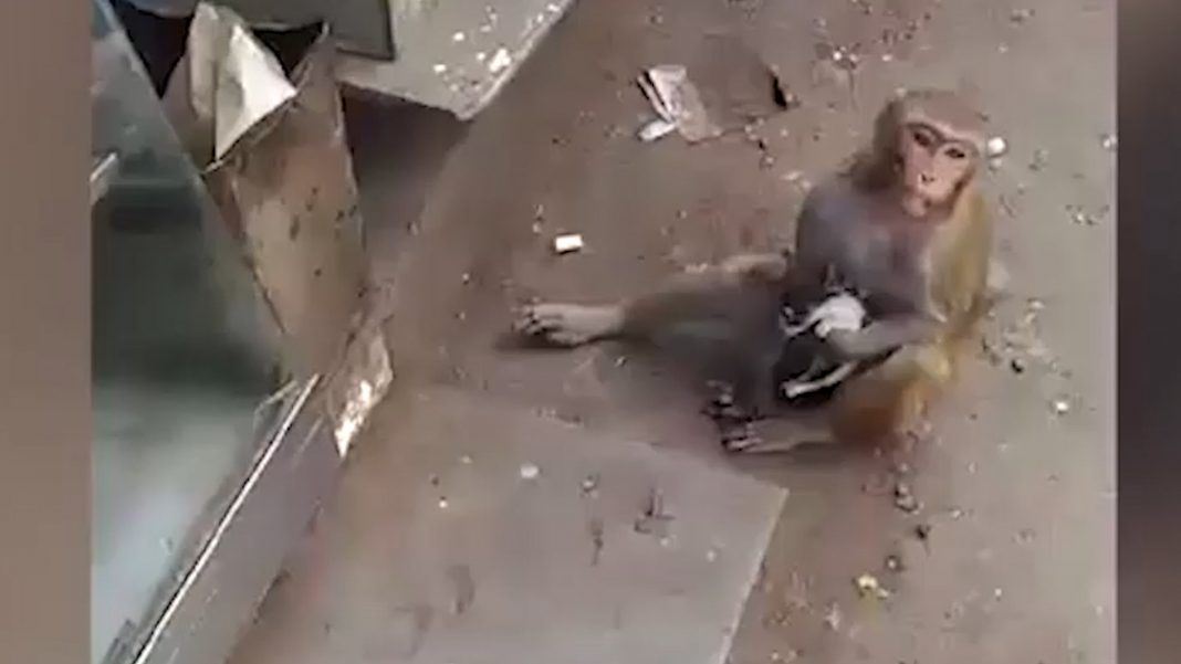 monyet bela anak kucing yang belum celik mata buat macam anak sendiri