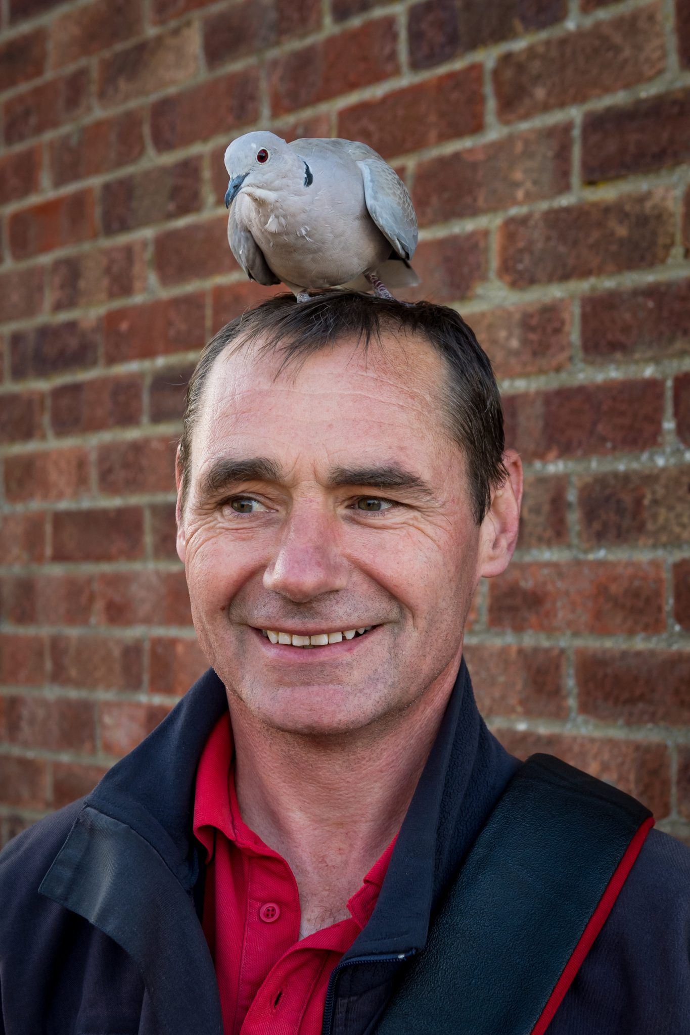 merpati suka duduk atas kepala orang susahkan posmen nak buat kerja