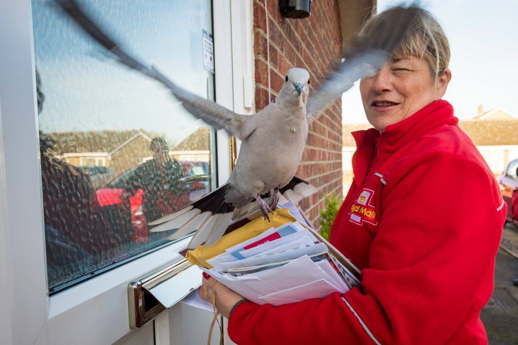merpati suka duduk atas kepala orang susahkan posmen nak buat kerja