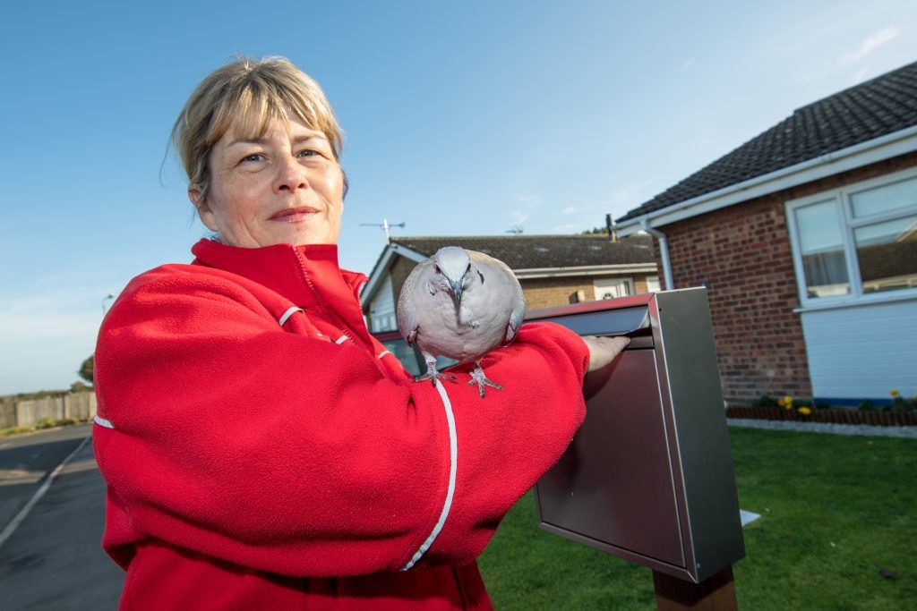 merpati suka duduk atas kepala orang susahkan posmen nak buat kerja