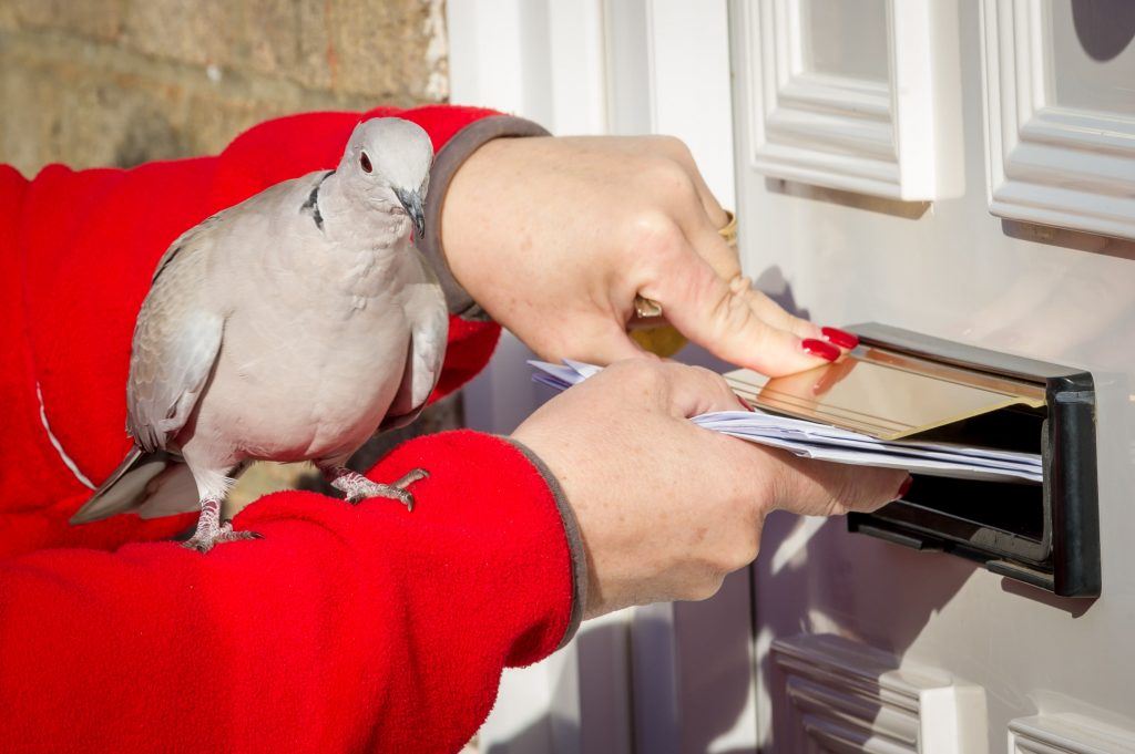 merpati suka duduk atas kepala orang susahkan posmen nak buat kerja