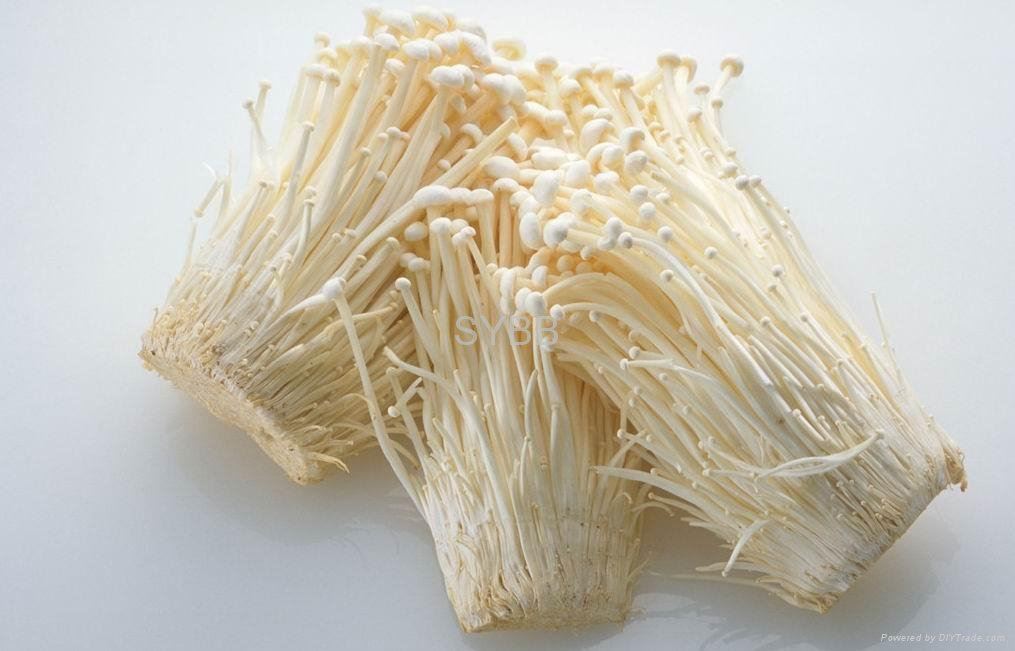 jenis -jenis cendawan yang boleh dimakan