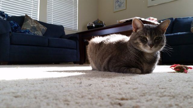 setiap hari kucing ini beri hadiah pada tuannya, termasuk sepasang kasut