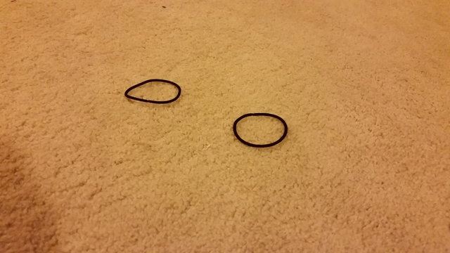 setiap hari kucing ini beri hadiah pada tuannya, termasuk sepasang kasut