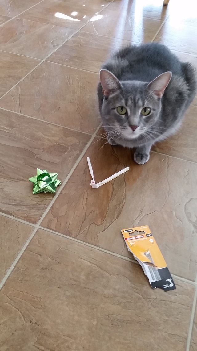 setiap hari kucing ini beri hadiah pada tuannya, termasuk sepasang kasut