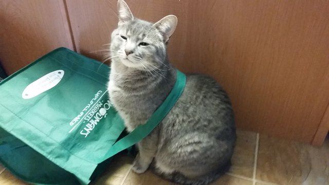 setiap hari kucing ini beri hadiah pada tuannya, termasuk sepasang kasut