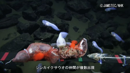 ini ikan yang hidup di laut paling dalam, nampak je macam jinak tapi..