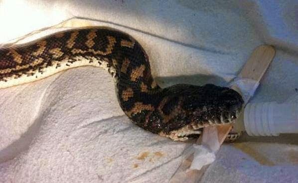 ngeri bila kepala ular ini di makan berpuluh ekor sengkenit