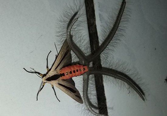 ingat kupu-kupu ini ada 4 ekor ulat bulu di badan, rupanya itu kaki dia!