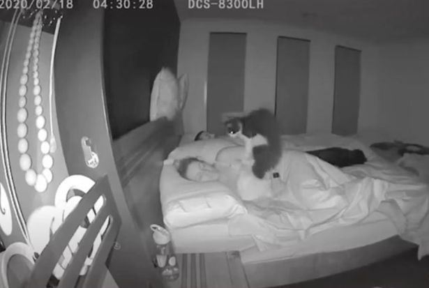 kamera rakam aksi kucing sibuk nak peluk masa tuannya tidur