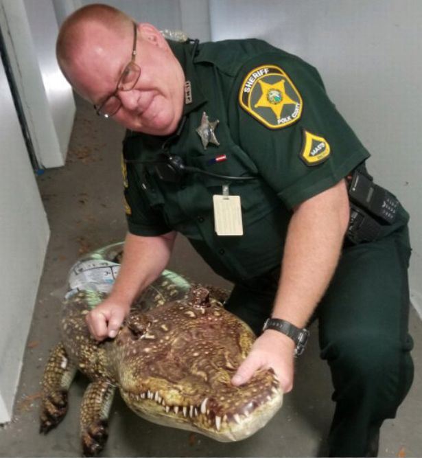 polis terima panggilan kecemasan ada aligator dalam stor, rupanya mainan