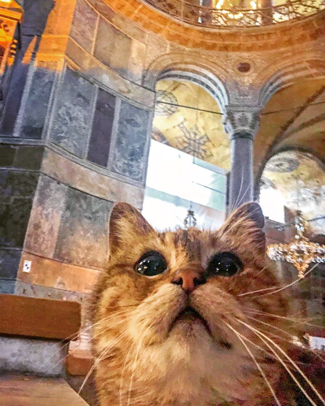 kucing popular di masjid hagia sophia mati pada usia 16 tahun