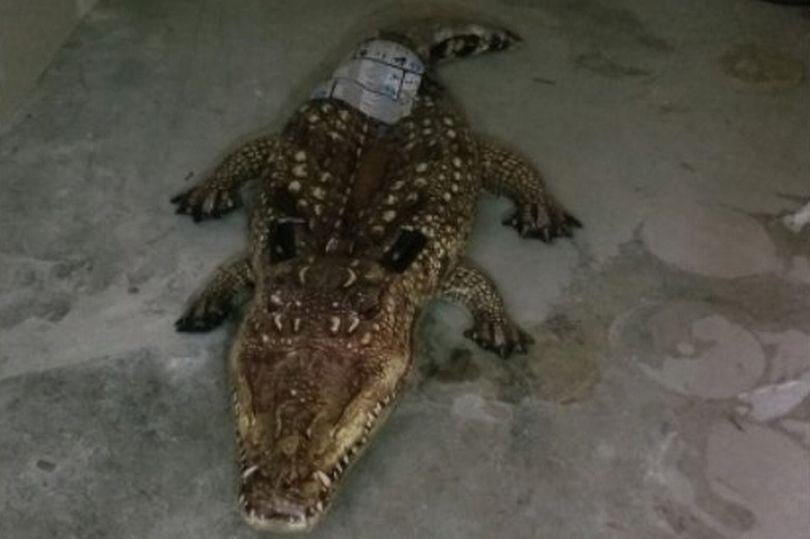 polis terima panggilan kecemasan ada aligator dalam stor, rupanya mainan