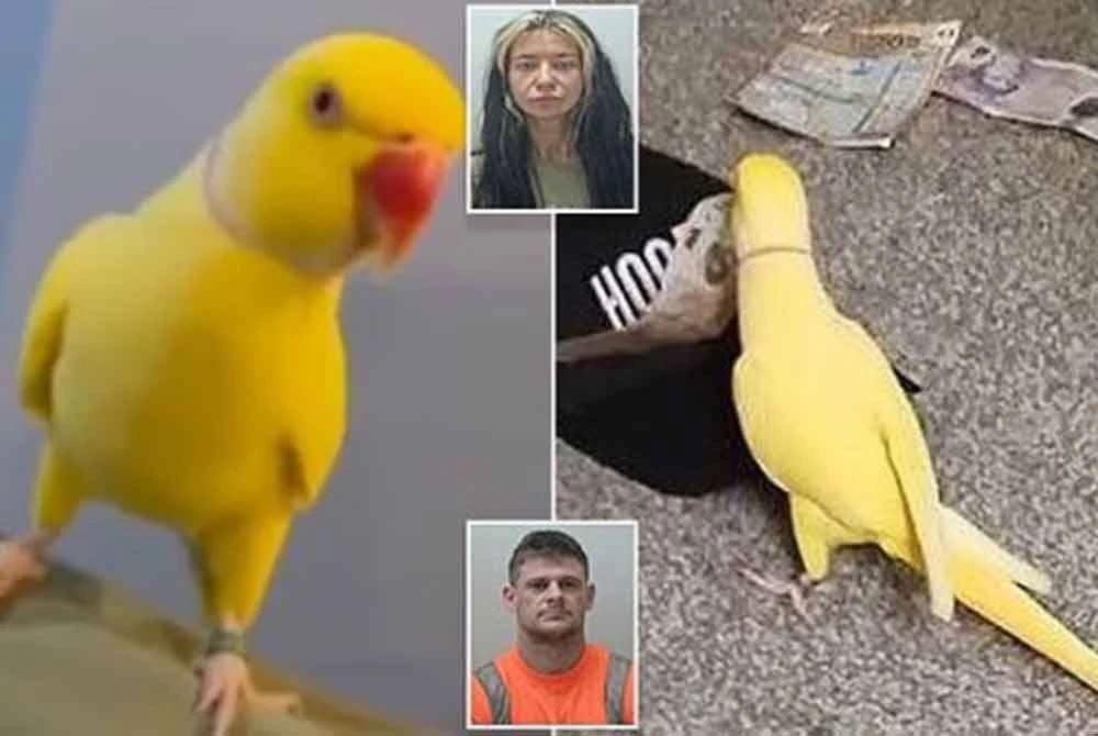 Tak Sangka! Burung Kakak Tua Bongkar Rahsia Sindiket Dadah Libatkan 15 Anggota