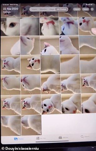 bulu dan puluhan gambar jadi bukti kucing senyap-senyap main tablet tuannya 