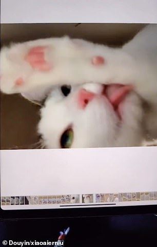 bulu dan puluhan gambar jadi bukti kucing senyap-senyap main tablet tuannya 