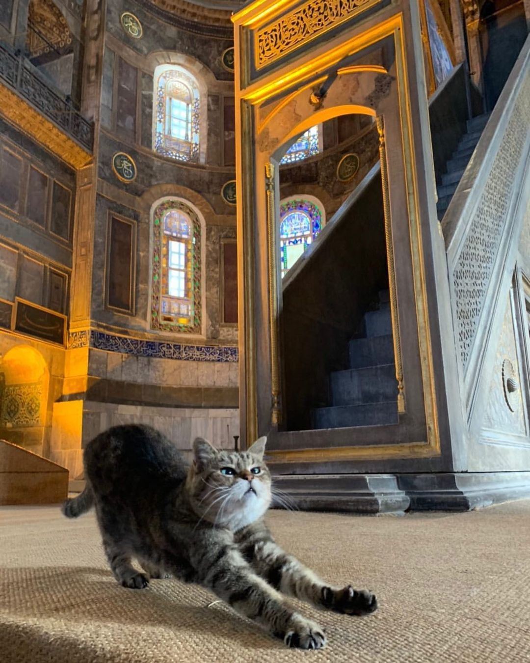 kucing popular di masjid hagia sophia mati pada usia 16 tahun