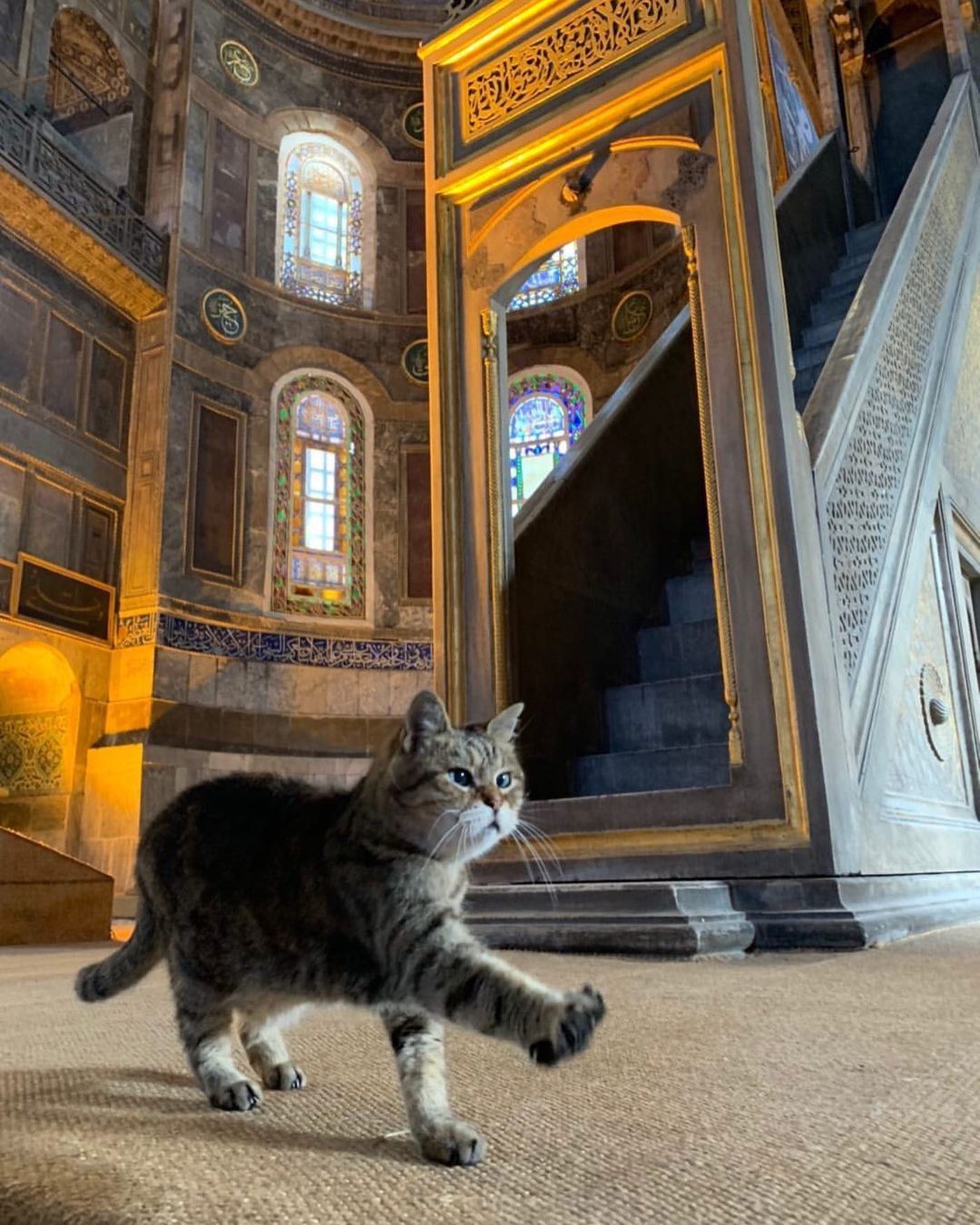 kucing popular di masjid hagia sophia mati pada usia 16 tahun