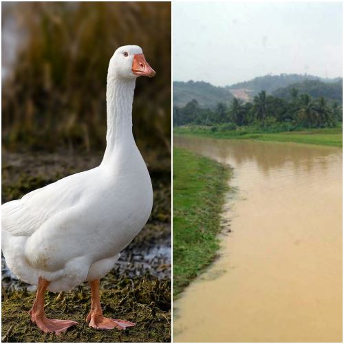 Reban Angsa Disyaki Punca Pencemaran Air Sungai Semenyih | ERA