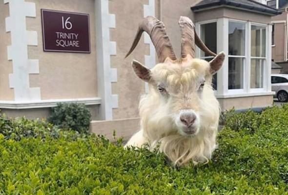 kambing liar kini bebas jalan di pekan sunyi akibat kawalan pergerakan