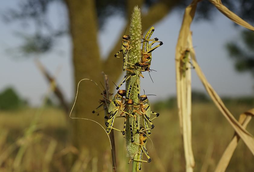 diserang ancaman belalang, iran terpaksa guna bantuan tentera