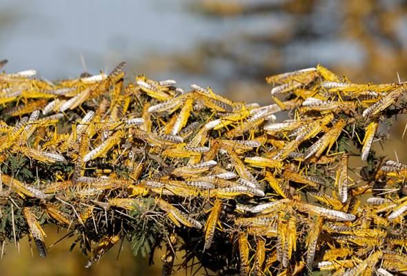 diserang ancaman belalang, iran terpaksa guna bantuan tentera