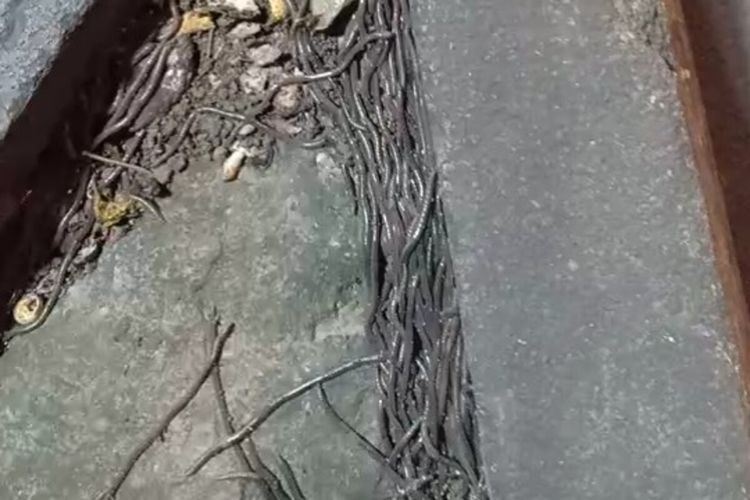 terlampau banyak, cacing tak henti-henti keluar dari tanah di indonesia