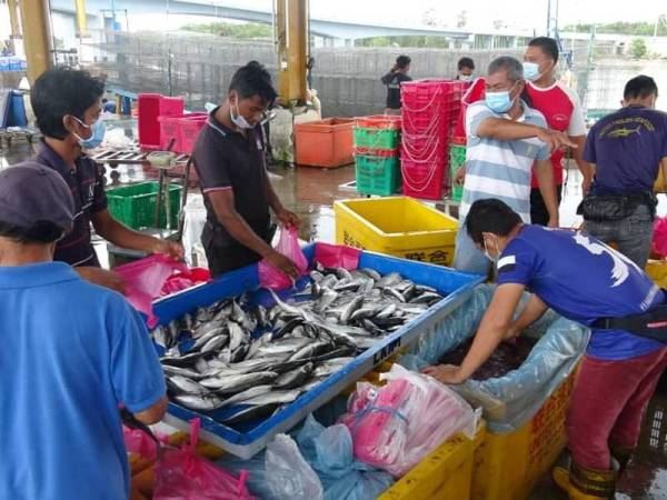 nelayan sumbang 1.5kg ikan percuma pada warga kuantan