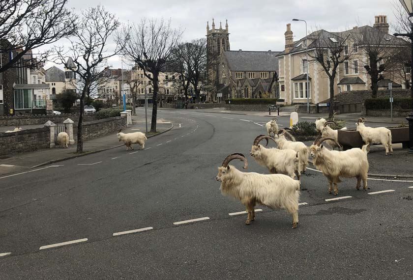 kambing liar kini bebas jalan di pekan sunyi akibat kawalan pergerakan
