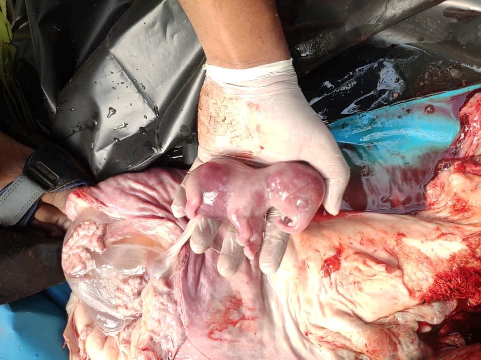 insiden gajah makan nenas diisi bahan letupan, ramai pelukis cipta lukisan khas buatnya