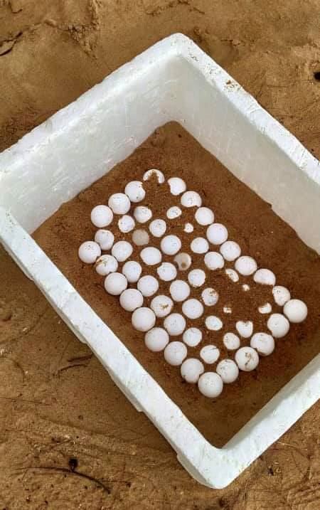 penyu datang bertelur di port dickson ekoran laksana pkp