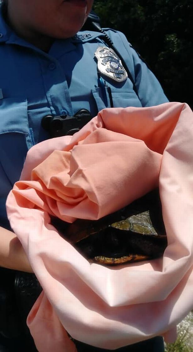 ingatkan batu, rupanya kura-kura 