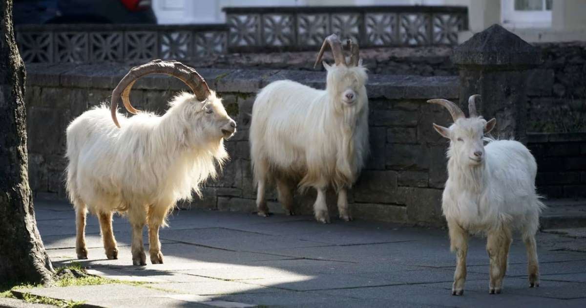 kambing liar kini bebas jalan di pekan sunyi akibat kawalan pergerakan